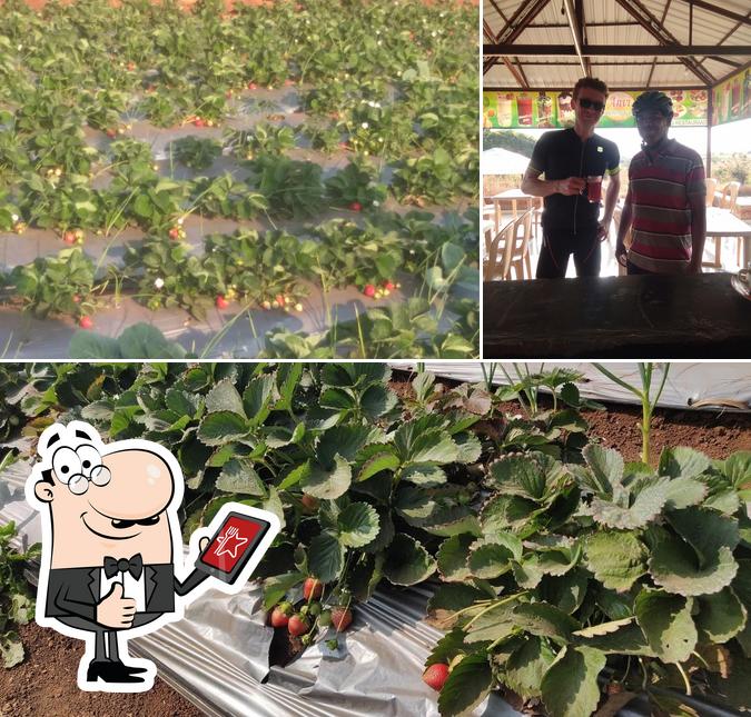 Anvi Organic strawberry garden