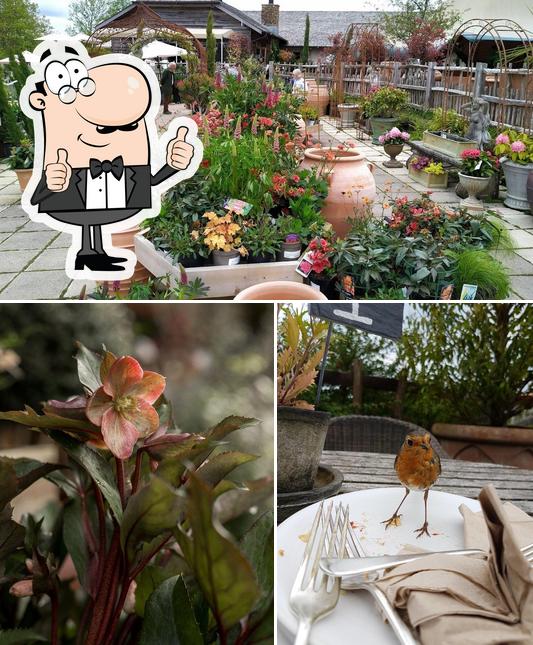 Duchy of Cornwall Nursery in Lostwithiel Restaurant reviews