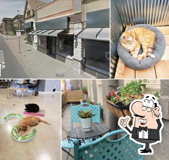 Whiskers Cat Cafe & Coffeehouse in Kansas City Restaurant menu and