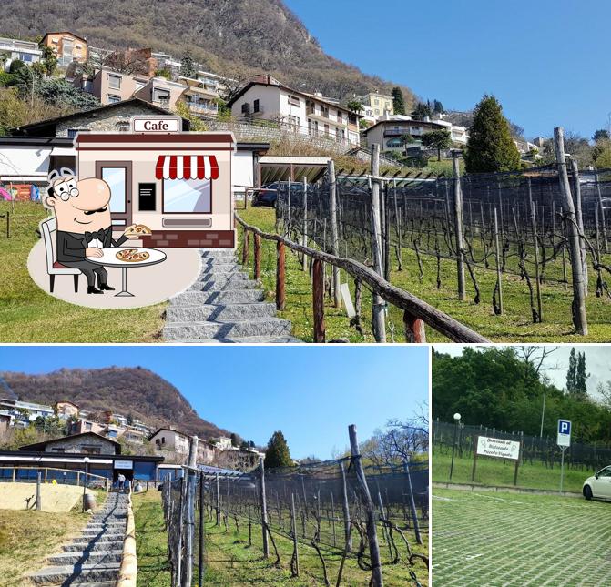 Curiosa tra l'area esterna di Ristorante Piccolo Vigneto