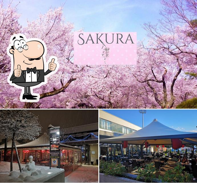 Vedi la foto di Sakura