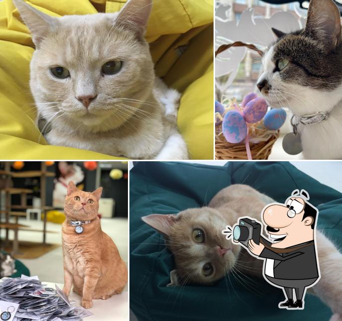 Here's an image of Cat Cafe
