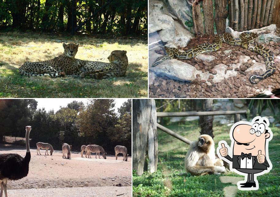 Immagine di Parco Zoo Falconara Srl