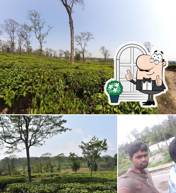Harmutty Tea Estate Hasrat, India