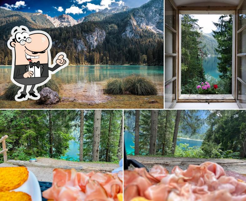Guarda gli esterni di PICNIC ORSO BRUNO