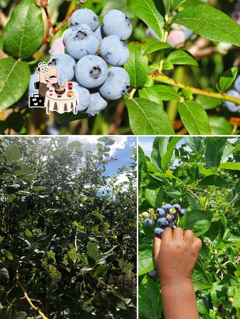 Food at Blueberry Country