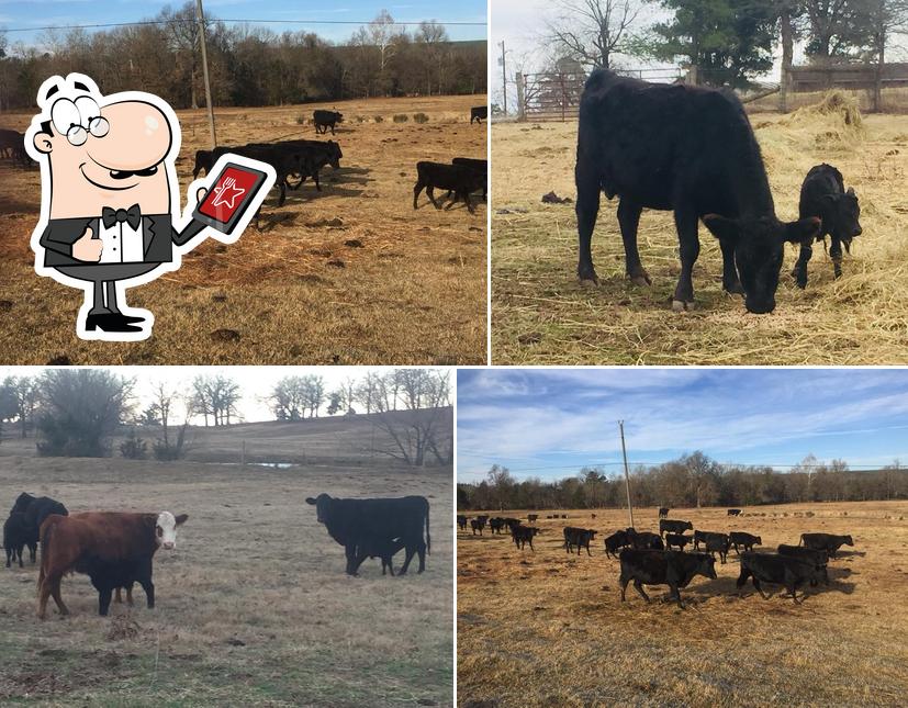 Riddle Farms, Waldron