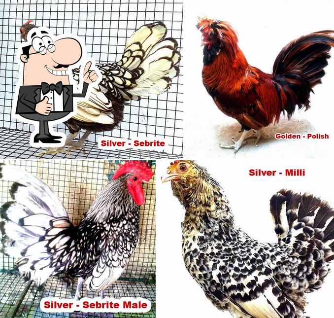 Fancy Chickens, New Delhi Restaurant reviews