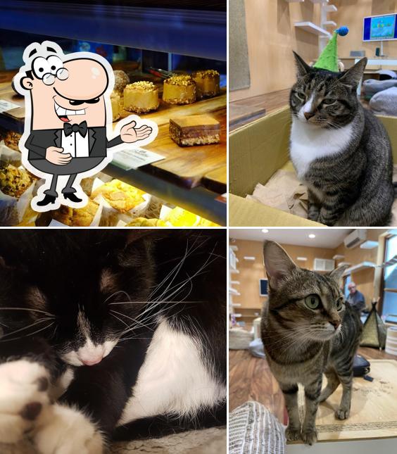 The Cat Cafe Purrth in Subiaco Restaurant menu and reviews
