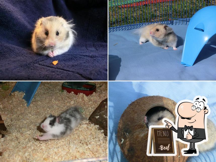Hamstery Pepperoni