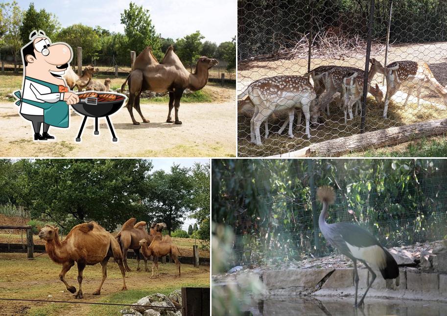 Ecco un'immagine di Parco Zoo Falconara Srl