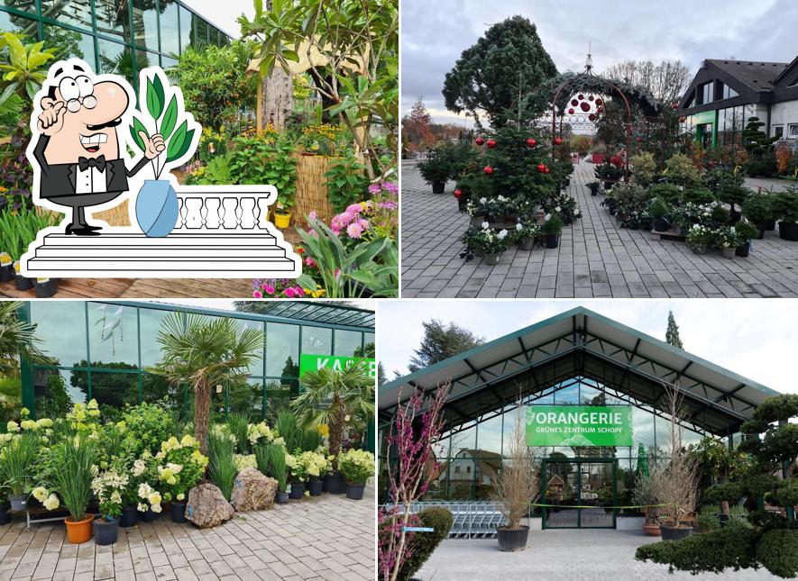 Grünes Zentrum Krottenbach Baumschule & Gartencenter, Nürnberg
