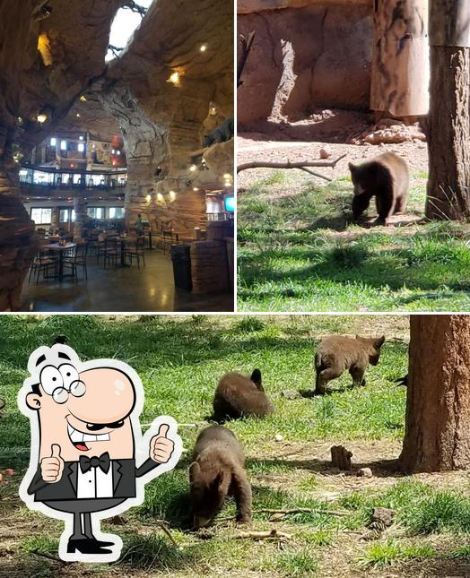 Top 30+ Images canyonlands restaurant at bearizona williams photos Excellent