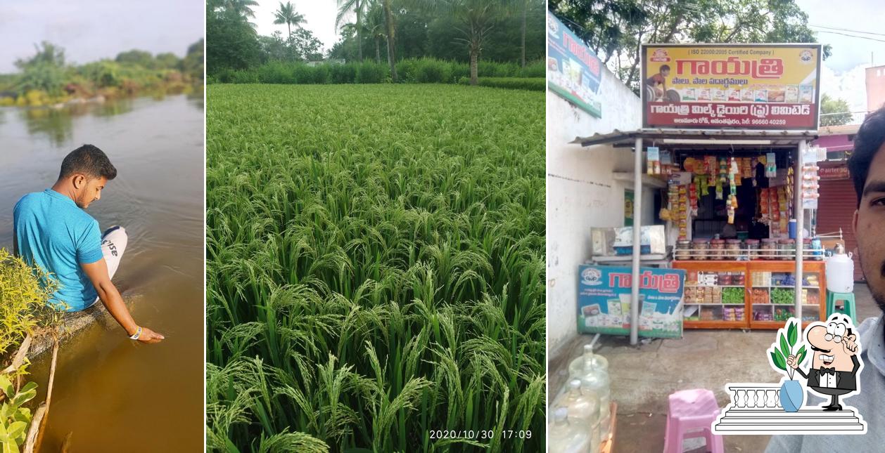 Gayatri Milk Dairy