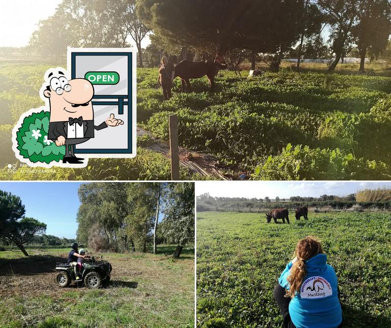 Guarda gli esterni di Al Cavallino Verde