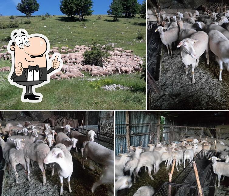 Festa della Tosatura e Artigianato
