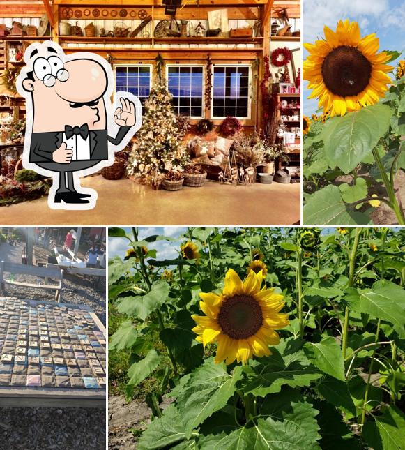 Harvestville Farm in Donnellson Restaurant reviews
