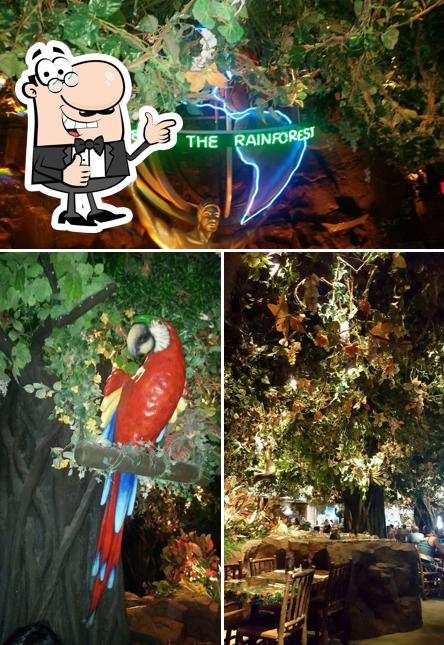 Look at this picture of Rainforest Cafe