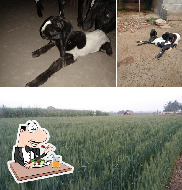 Manik Krishna Farms