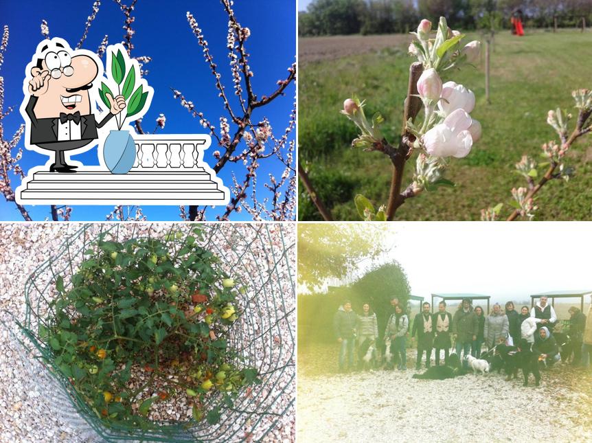 Guarda gli esterni di Casale delle Rose Agriturismo Pizzeria d'asporto