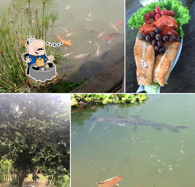 Ponto do Peixe