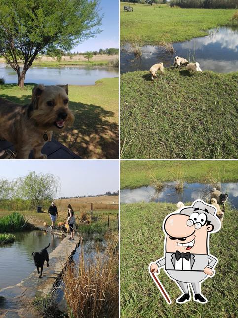 Walkhaven Dog Park restaurant, Roodepoort Restaurantbewertungen