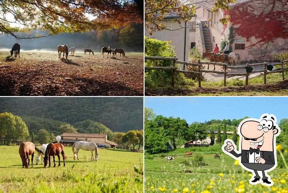 Goditi la vista dall'area esterna di Agriturismo Il Cornacchino