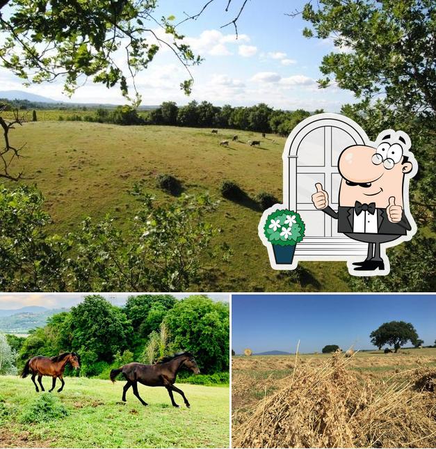 Guarda gli esterni di Fattoria Lucciano