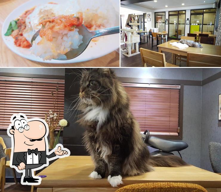 Cat Cafe DAZE is distinguished by interior and food