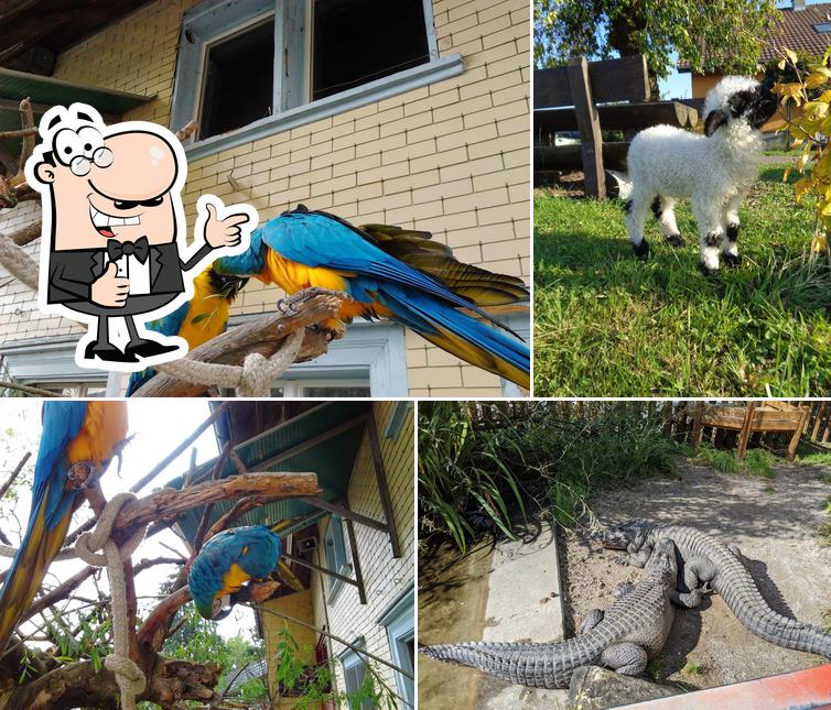 Zoorestaurant