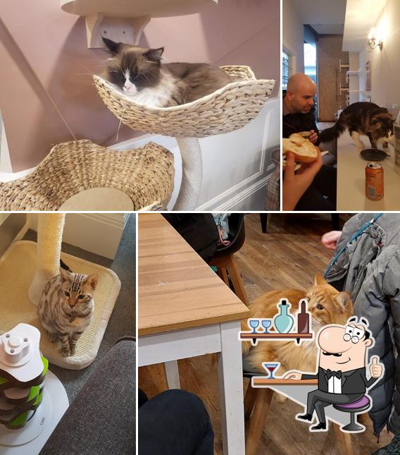 Cat Cafe Liverpool in Liverpool Restaurant reviews