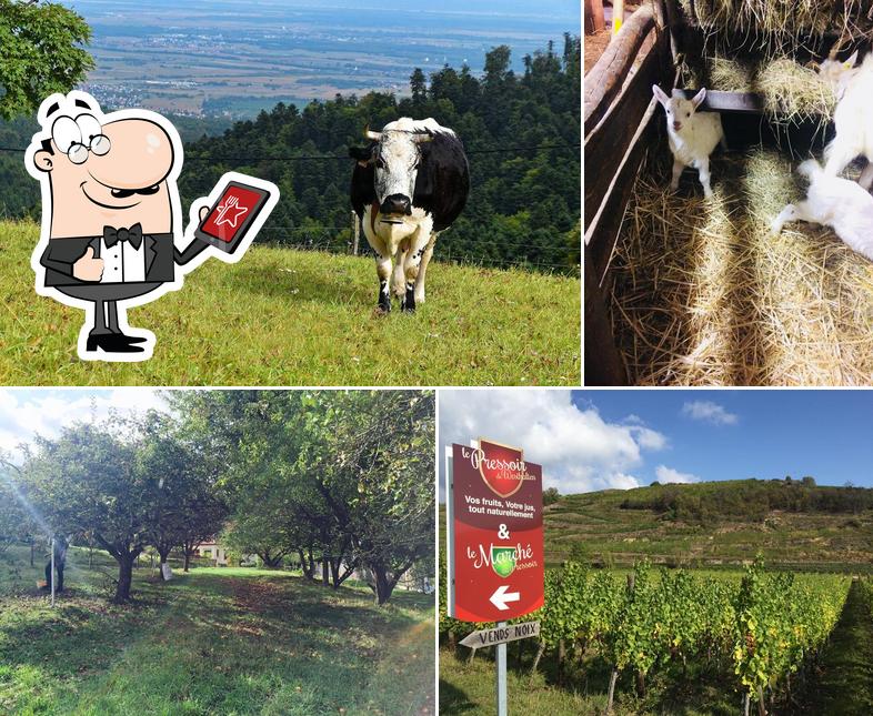 L'extérieur de Ferme Auberge du Kohlschlag