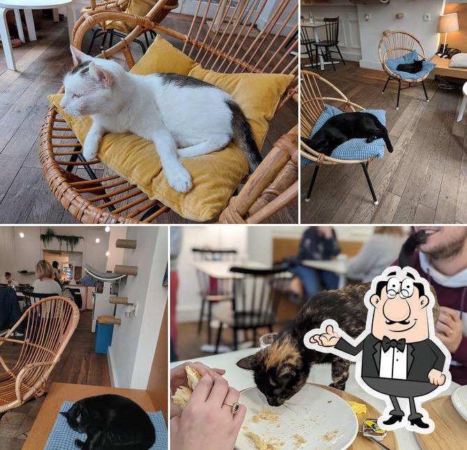 Découvrez l'intérieur de Merlix Cats Café