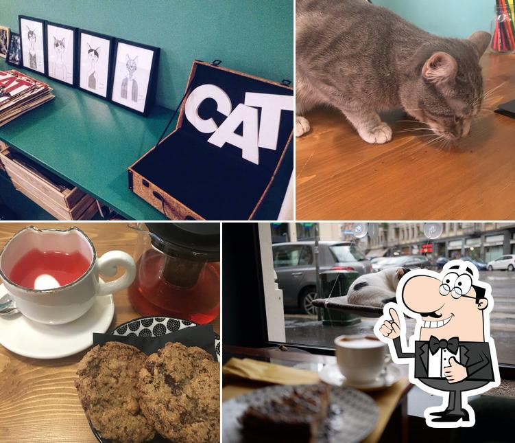Voici une image de Crazy Cat Café