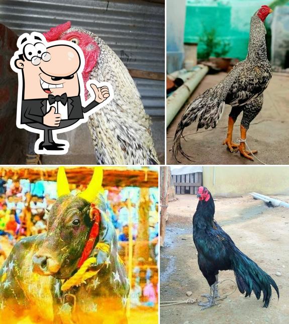 Tamilan Nattukozhi Varuval