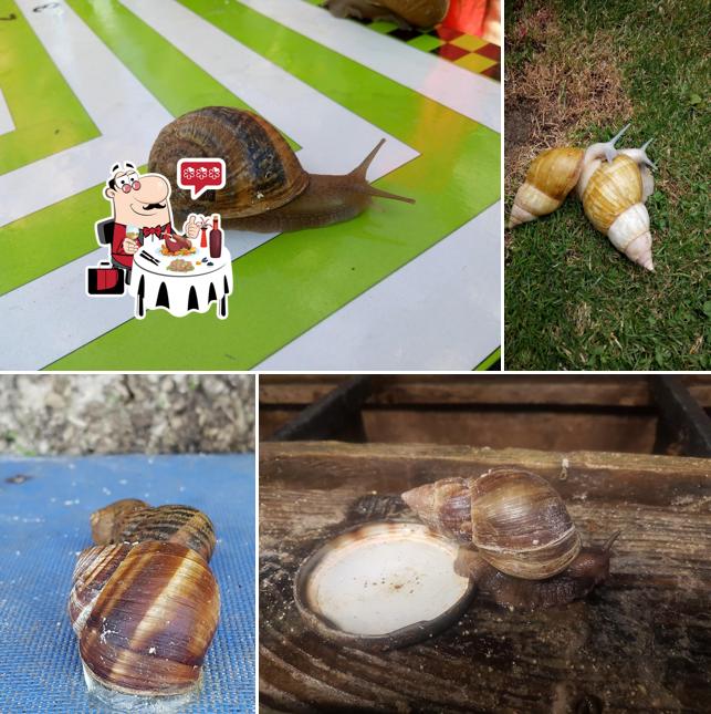 Snail Farm & Restaurant Eco-Telus