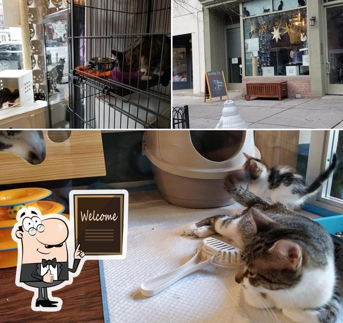 The Brooklyn Cat Cafe In New York City