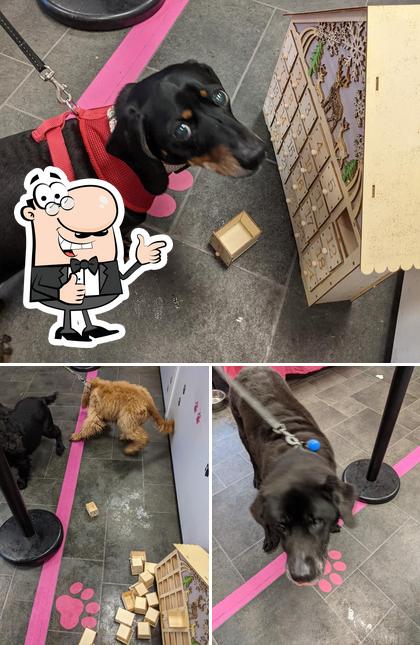 the fuzzy dog bakery