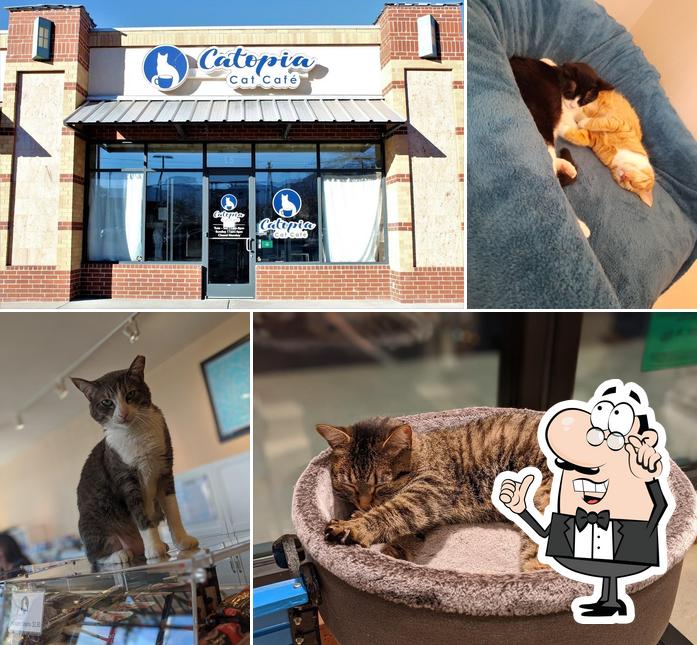 Catopia Cat Cafe in Albuquerque Restaurant reviews