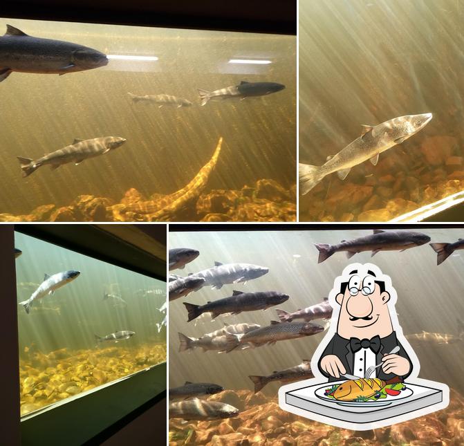 Salmonid Interpretation Centre