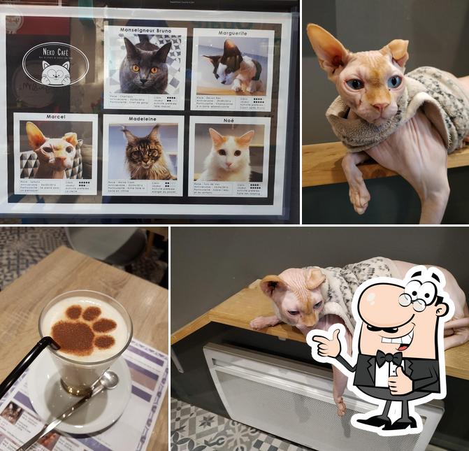 Voici une image de Neko café Bar à chats
