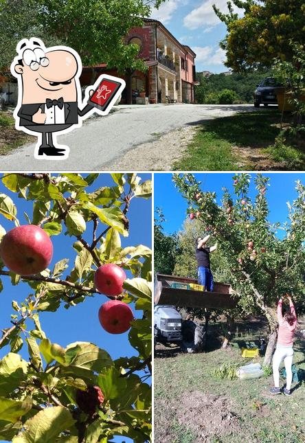 Entre la variedad de cosas que hay en Manocchio Agriturismo también tienes exterior y comida