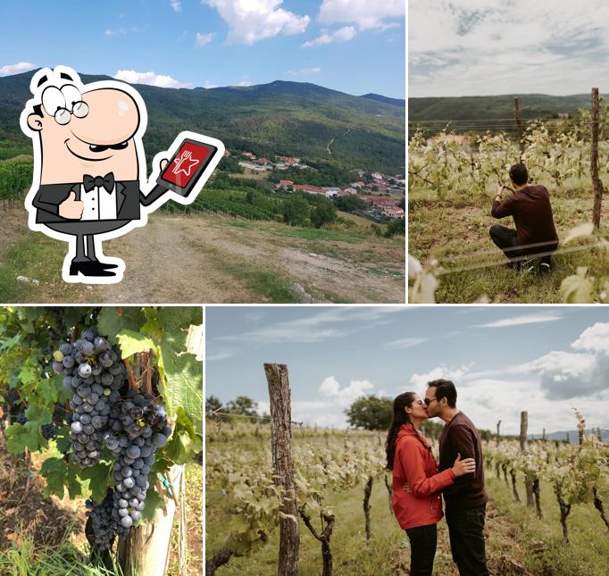 Guarda gli esterni di Wine Tours Slovenia - Wine Tasting