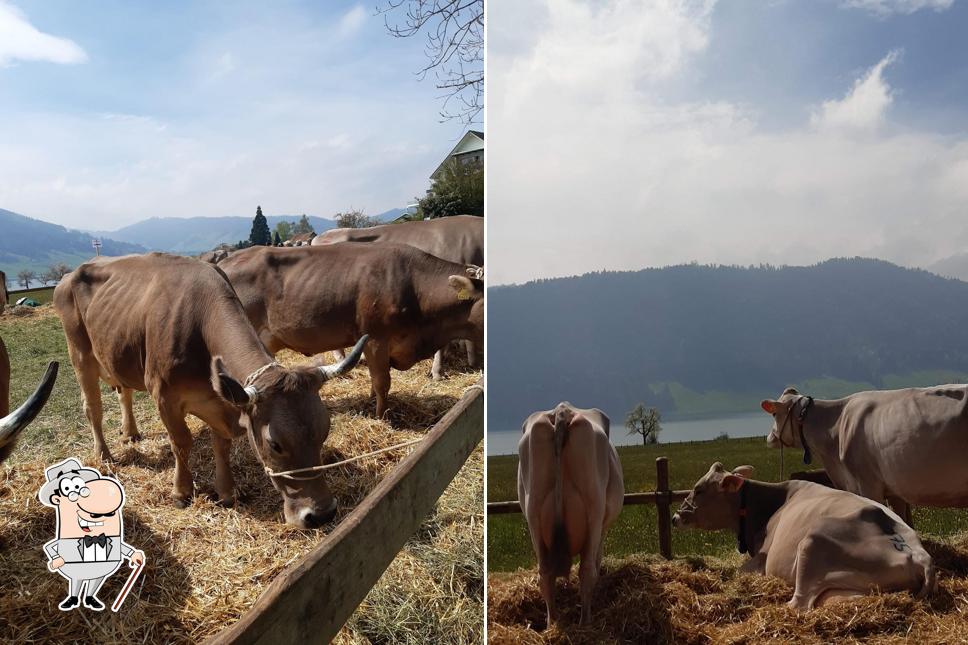 Guarda gli esterni di Restaurant Chnusperhüsli