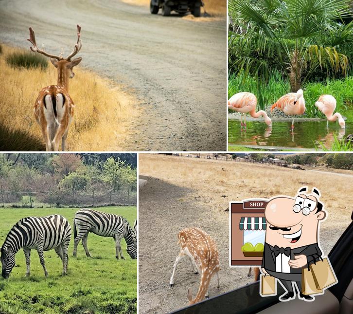 Check out how Wildlife Safari looks outside