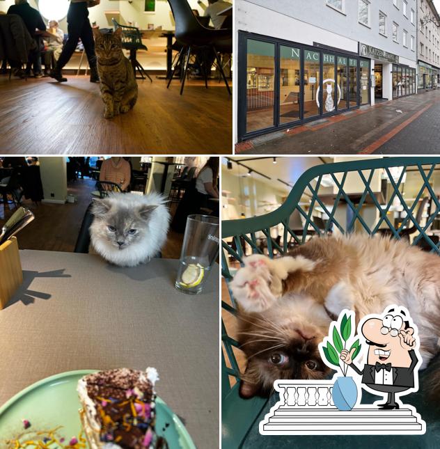 Jetez un coup d’oeil à l’image affichant la extérieur et table à manger concernant Katzentempel Hannover