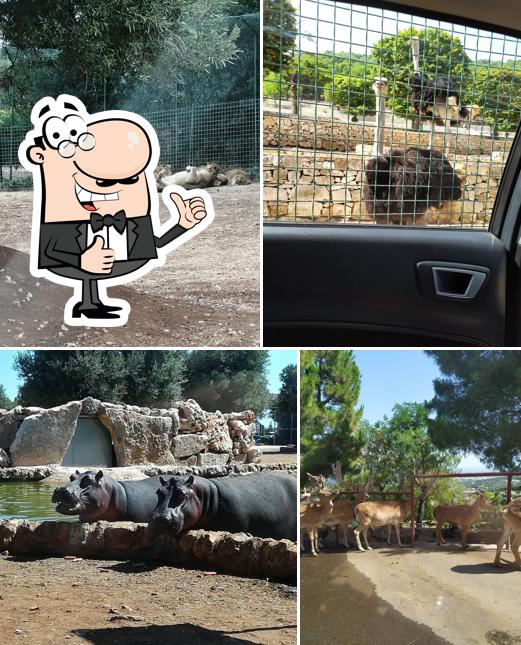 Guarda questa immagine di Zoo