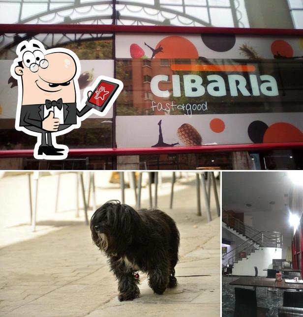 Cibaria Fast and Good in Valencia - Restaurant reviews