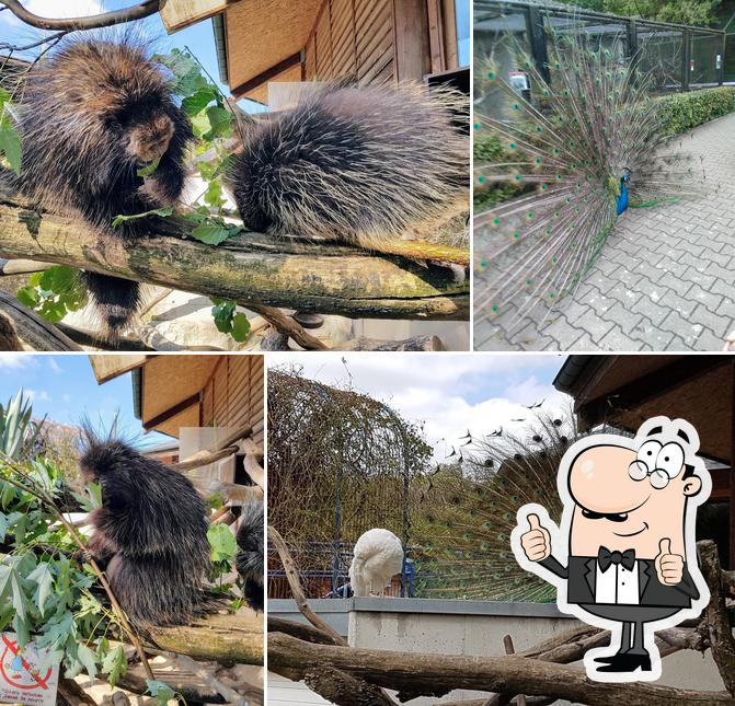 Взгляните на фотографию ресторана "Restaurant Parc Merveilleux"