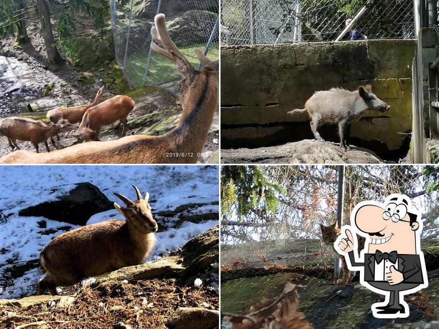 Guarda questa immagine di Zoo et piscine des Marécottes